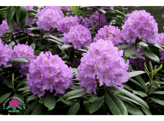 Rhododendron   'Babītes Lavanda'
